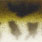 dull stickleback
