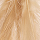 ginger