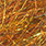nasty rusty