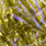 20 green olive