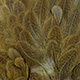 speckled olive