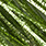 chartreuse