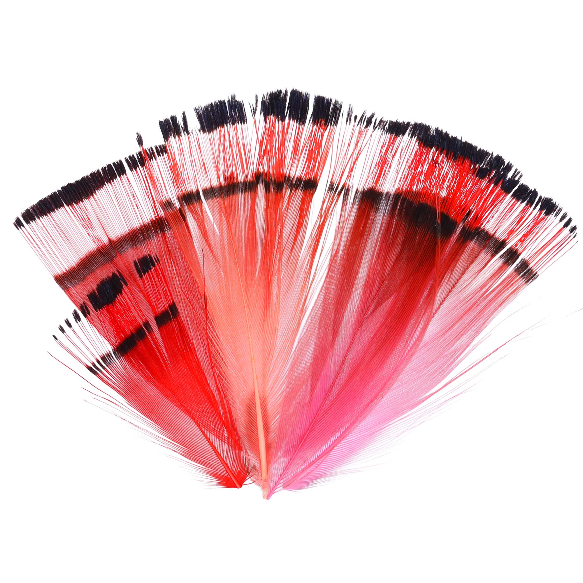 Soldarini Golden Pheasant Feathers 10pc Pack