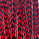 grizzly red