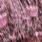 grizzly dyed shell pink