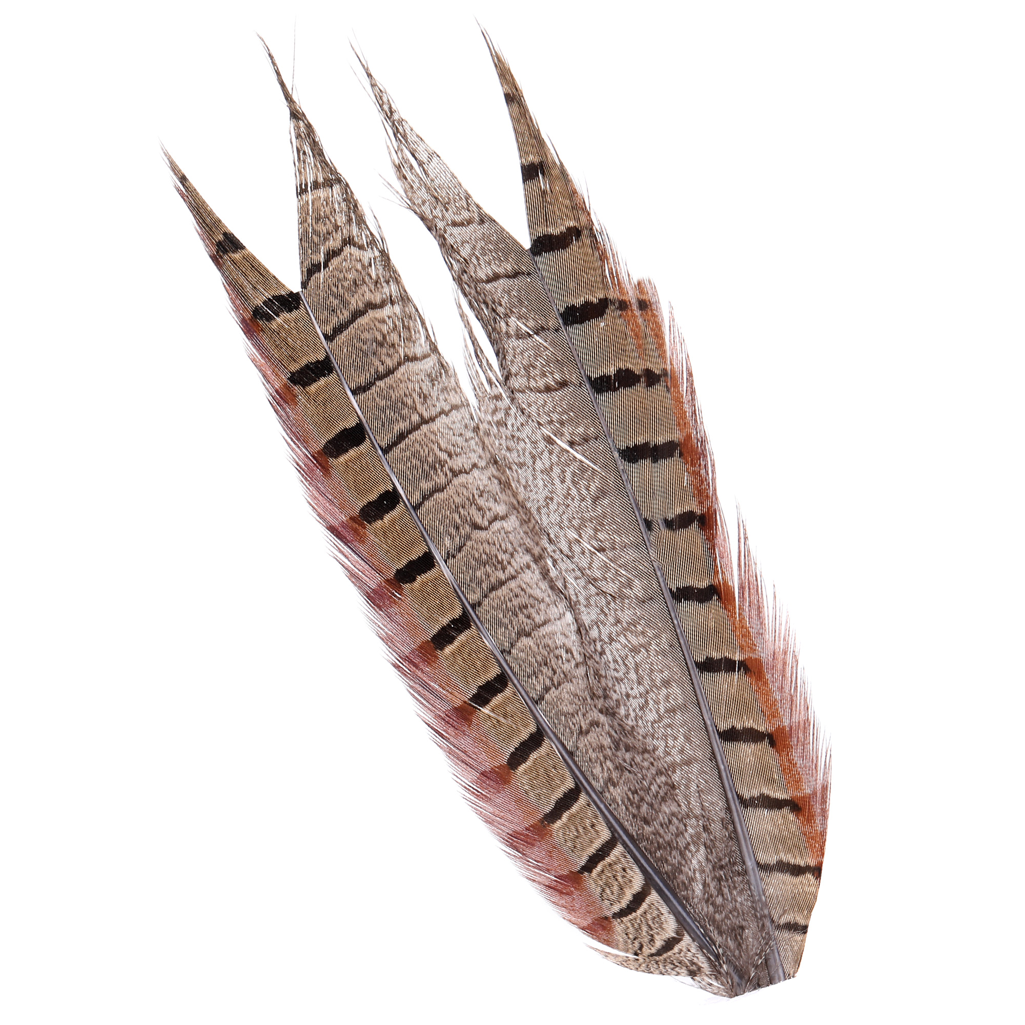 Wapsi Ringneck Pheasant tail Natural 2pc