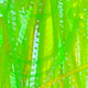 chartreuse