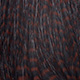 grizzly coachman brown