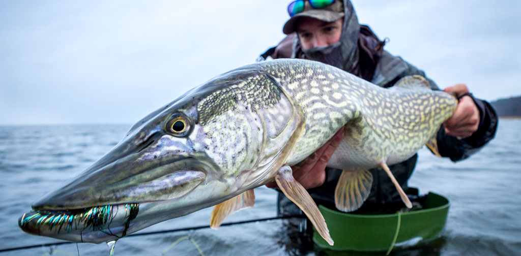 Fliegenfischen auf Hecht - Geräte und Zubehör