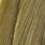 callibaetis