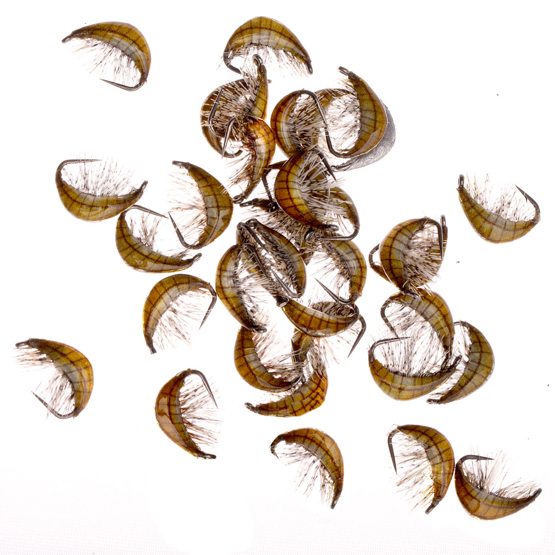 Gammarus_Olive_1
