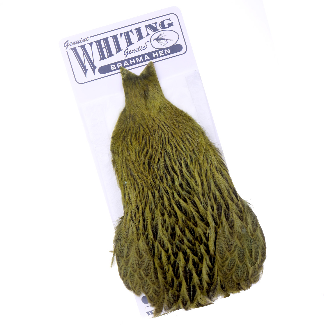 Whiting Brahma Hen Cape Badger