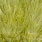 white dyed olive