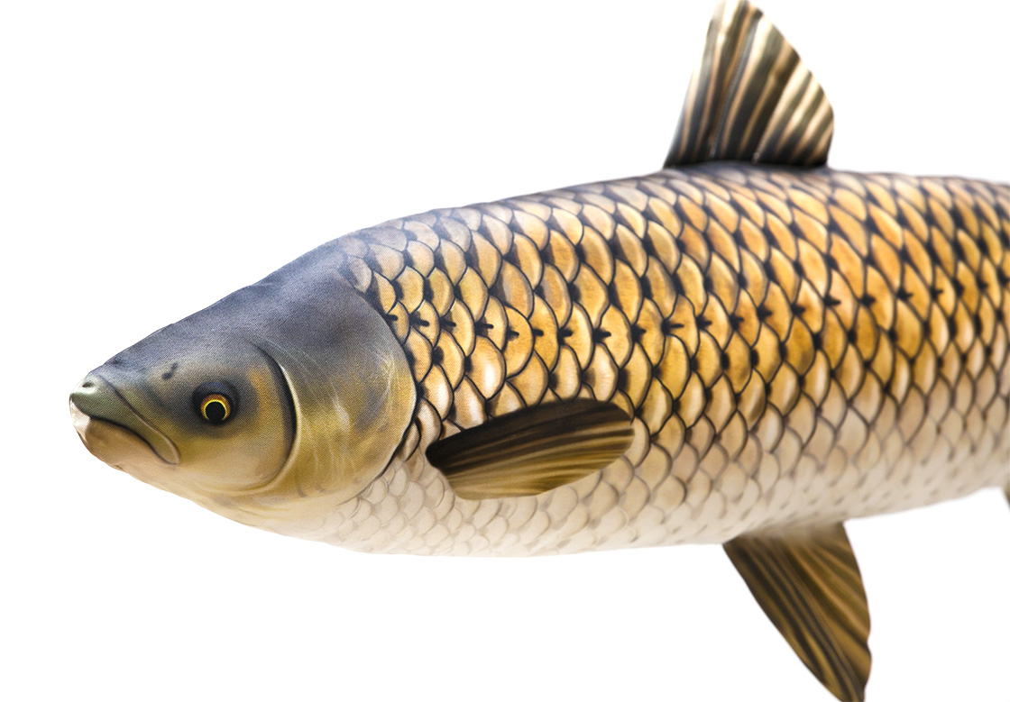 P-29204_Fischkissen_Kuscheltier_Graskarpfen_105cm_detail