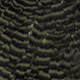 grizzly dark olive