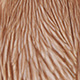 medium ginger