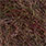 dark hares ear