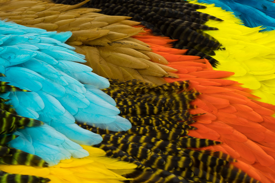 future_fly_signature_hen_saddle_title-5