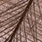 16 light brown