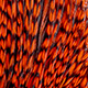 grizzly orange