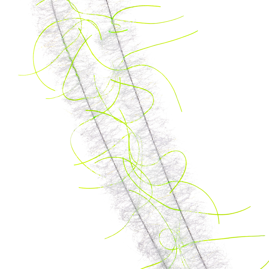 chartreuse / white