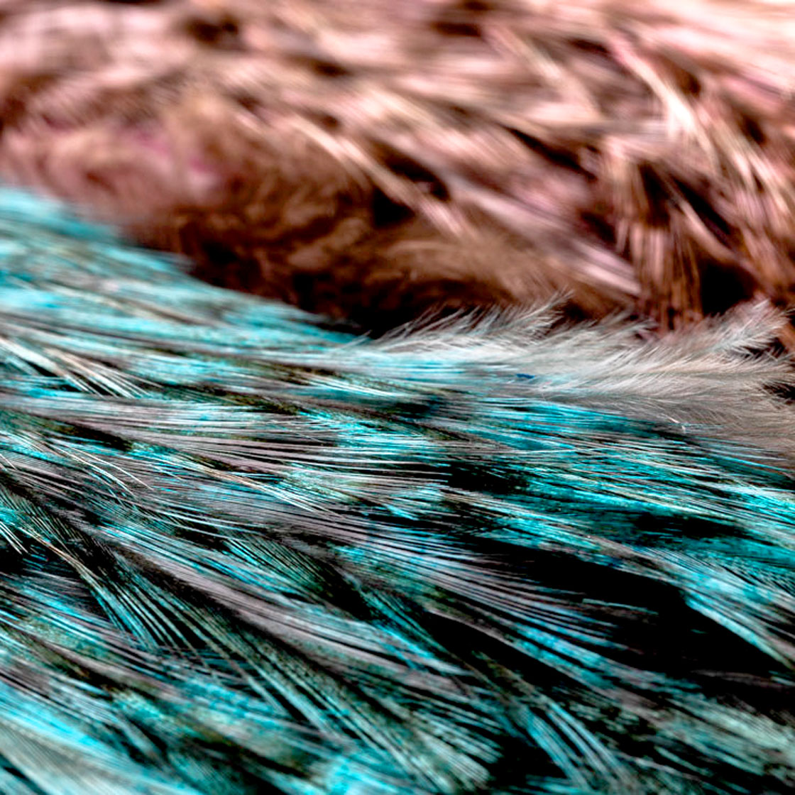 P-15937_Whiting-Rooster-Coq-de-Leon-Predator-Pack_detail