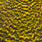 grizzly dyed yellow