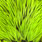 fl. green/chartreuse