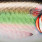 yellow shiner
