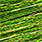 89 chartreuse