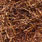 bronze/copper