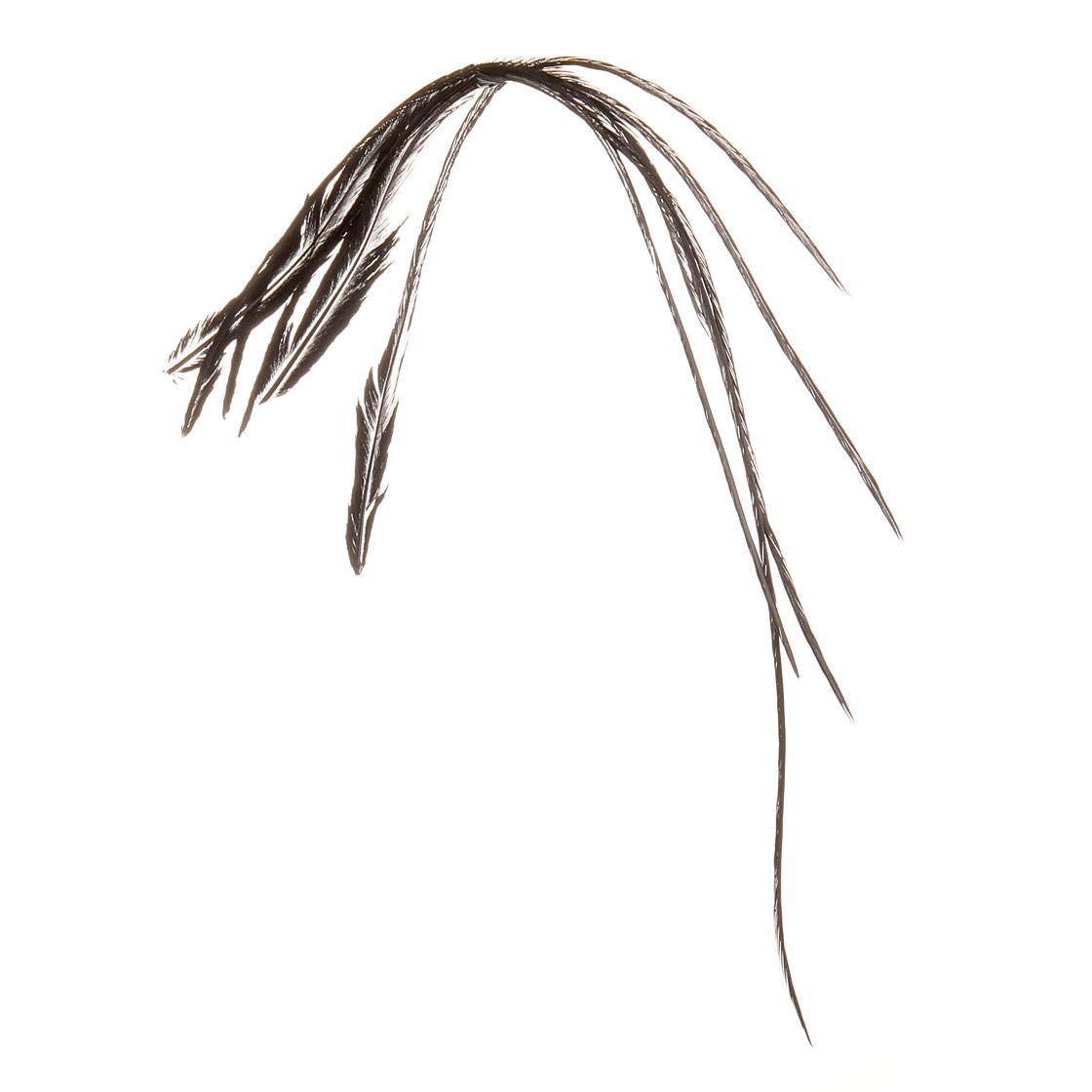 P-17434-3_soldarini_genetic-saddle-hackles_federn_black_ black