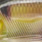 real golden shiner