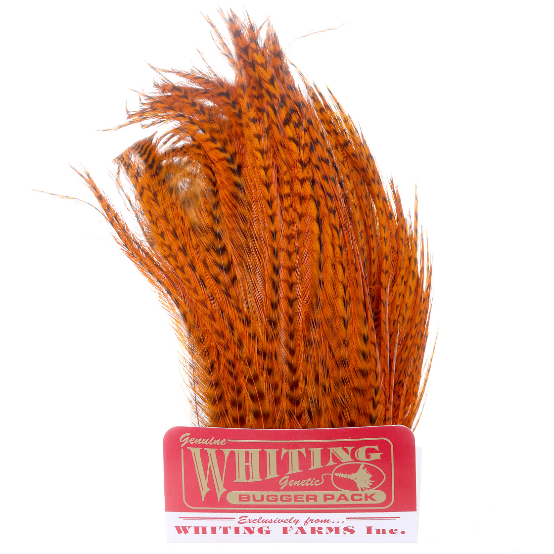 grizzly burnt orange
