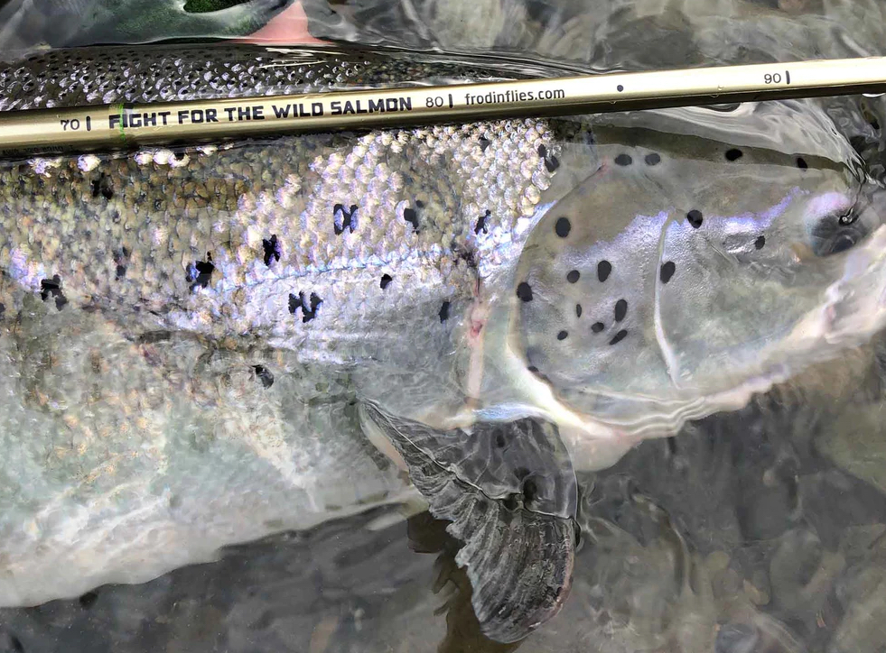 P-23182_Fro-din_Flies_Wild_Salmon_Measuring_Sticker_2