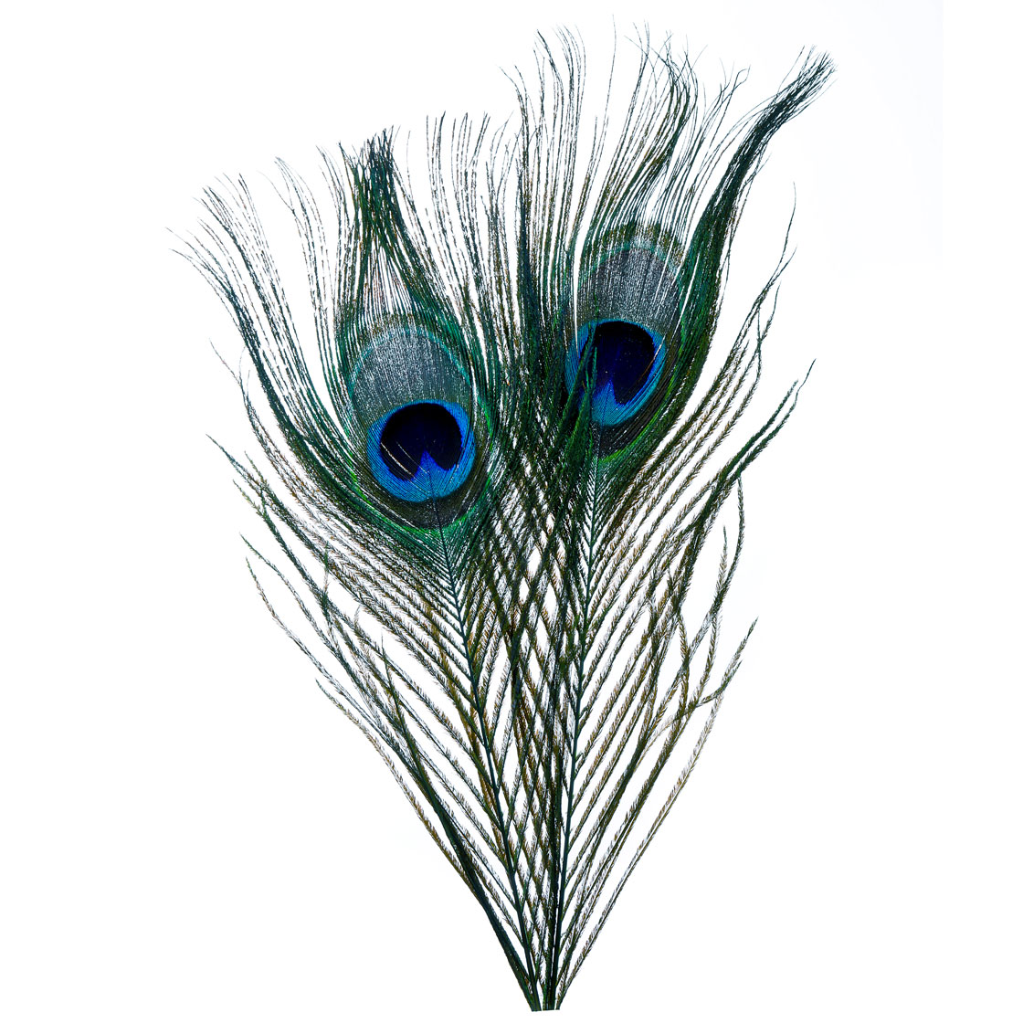 P-26627_Frodin-Flies-SNS-Peacock-Eye-Feathers-Pfauenaugen-Federn_charcoal-black charcoal black