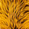 sunburst yellow