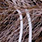 mullet brown & white