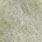 salmon smolt