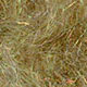 dark olive yellow