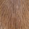 ginger pardo