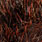 dark fire