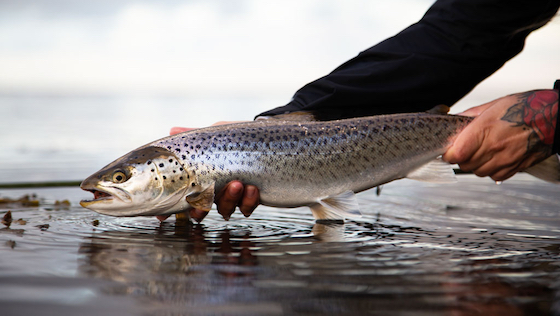 Baltic Sea Trout 2.0 - Der Praxistest 