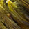 golden olive