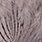 minnow grey