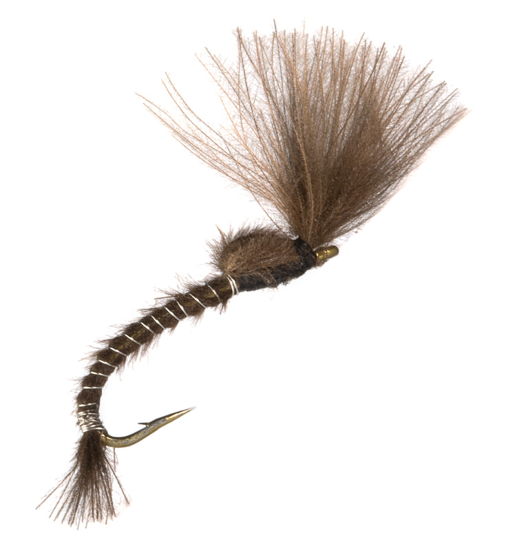 marc-petitjean_MP-46-emerger-pupa-brown