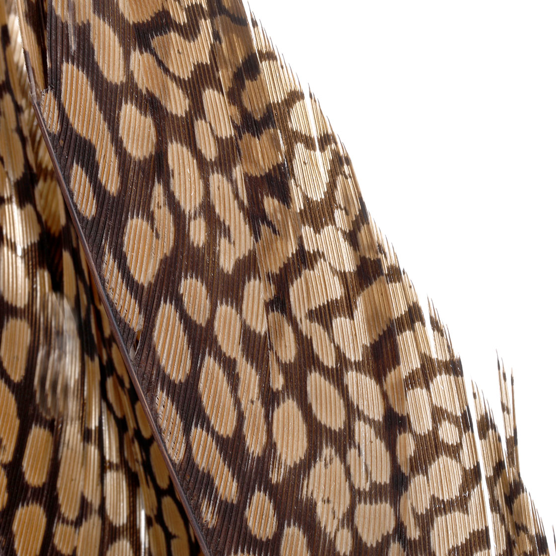 P-11324_Wapsi-Golden-Pheasant-Tail-Piece-Goldfasan-Schwanzfeder_detail1