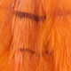 orange/barred brown