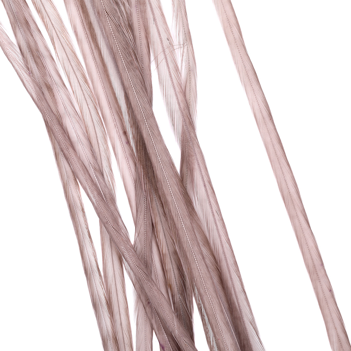 Whiting 100 Pack MFC - Dark Dun