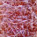 rusty or copper brown
